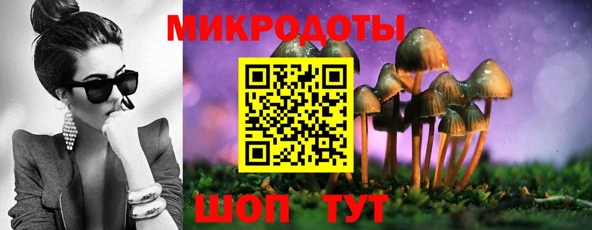 Псилоцибиновые грибы Psilocybe Заводоуковск