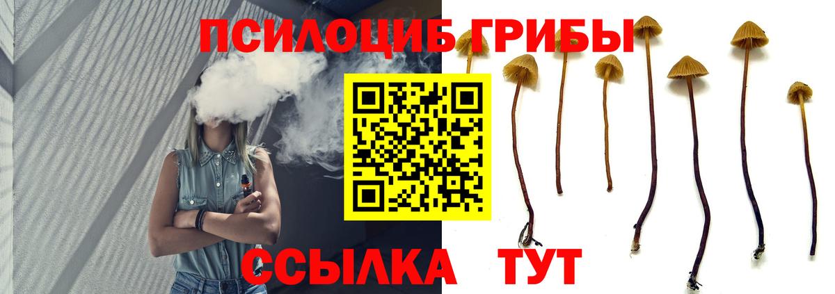 Псилоцибиновые грибы Cubensis  Заводоуковск  Галлюциногенные грибы Cubensis 